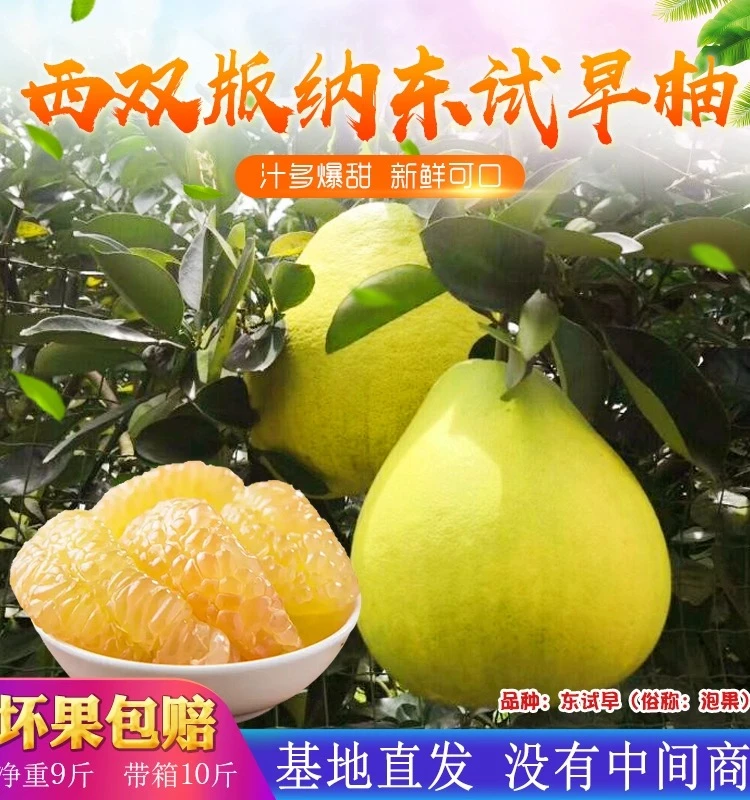 西双版纳傣柚东试早柚子青柚新鲜孕妇大果商超翡翠珍珠蜜柚白肉甜
