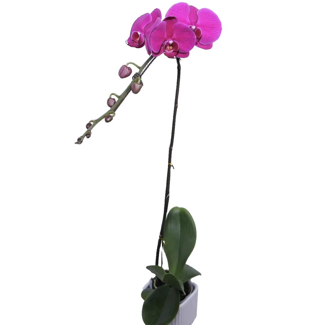 大辣椒3.5寸杯单剑保8花蝴蝶兰桌面盆栽不裂不辣椒叶子开裂不售后