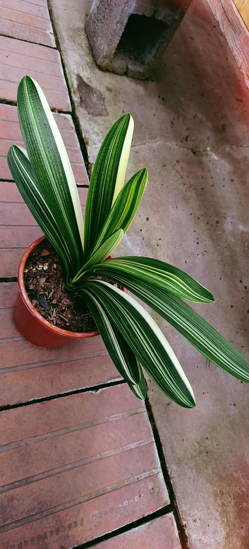 君子兰拍花链接，裸根发货，一物一拍，以直播间为准，介意勿拍