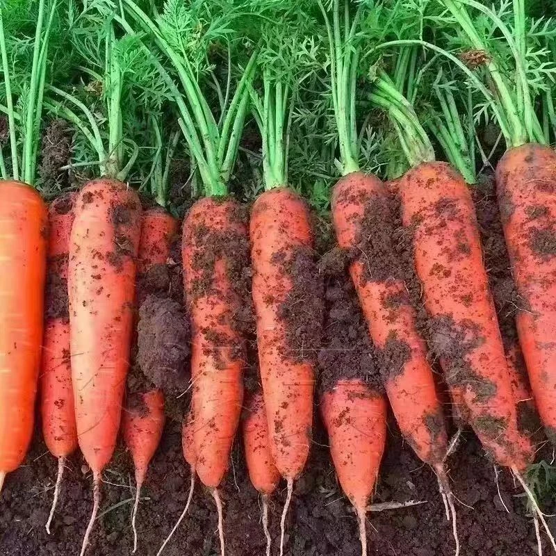 新鲜红萝卜5斤应当季农家自种水果胡萝卜新疆特产手抓饭食材蔬菜