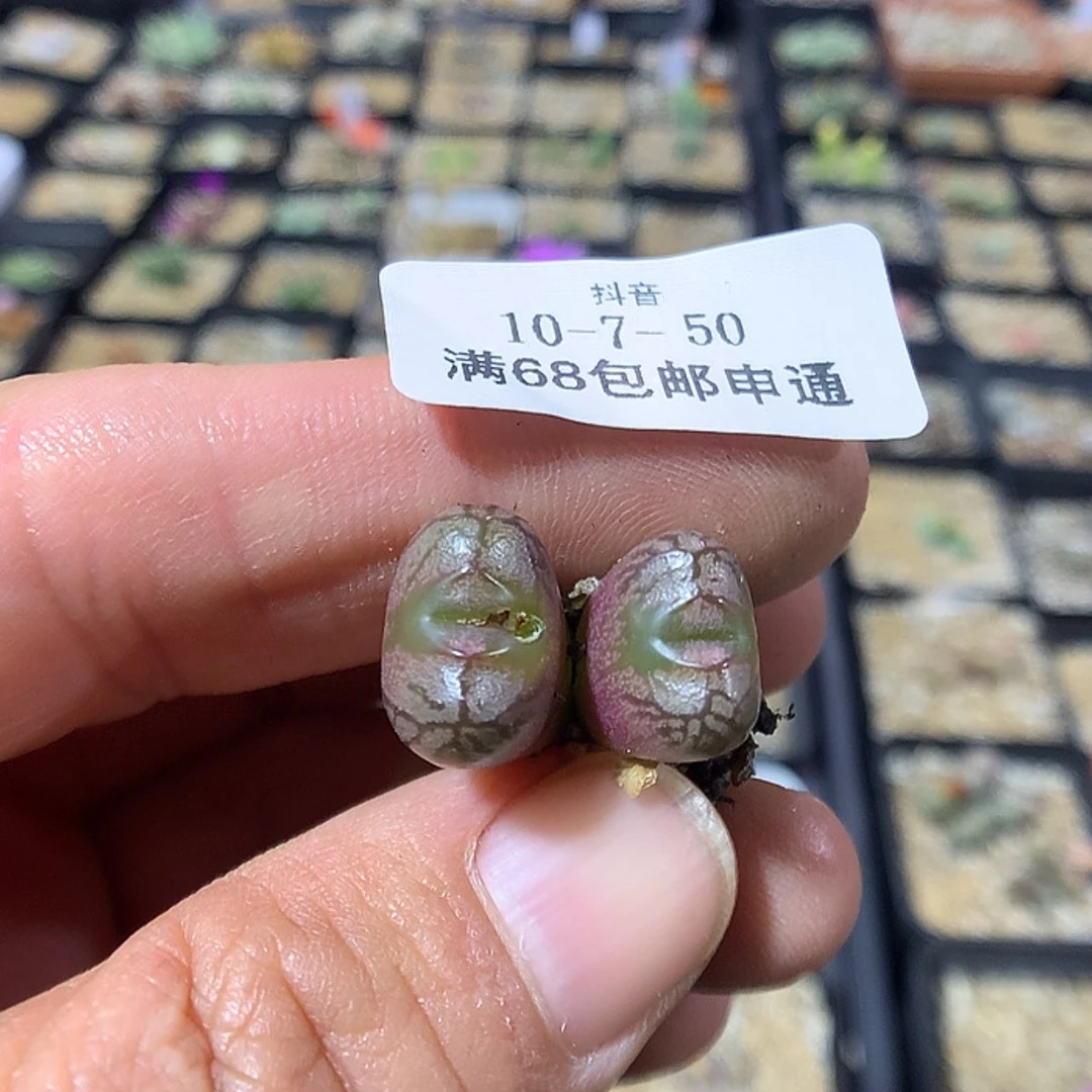 【闪购商品】天津10-7-50 肉锥 10