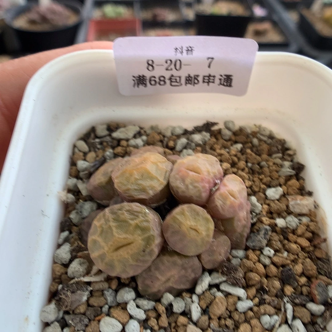 【闪购商品】天津8-20-7 烧麦一群 特45