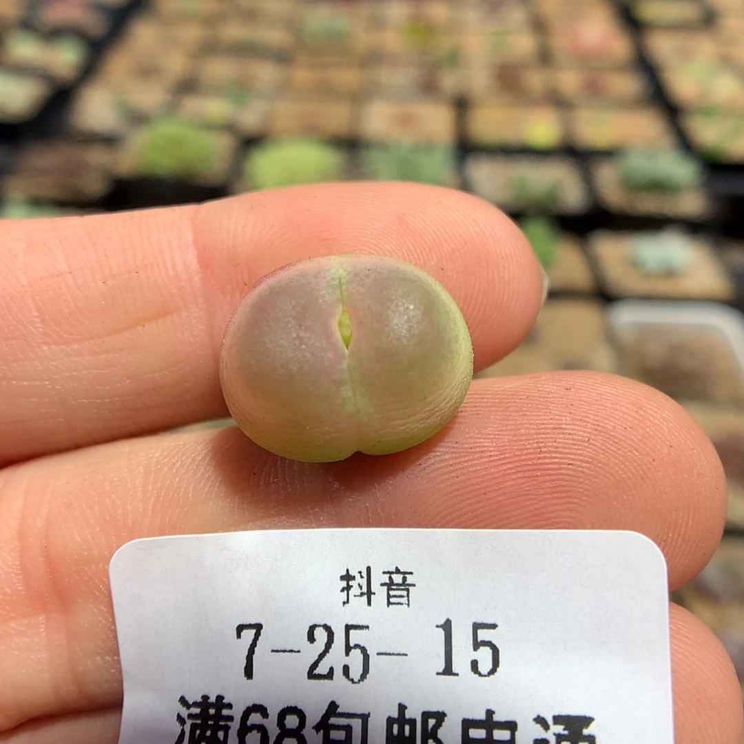【闪购商品】天津7-25-15 吐花箭拉登一颗
