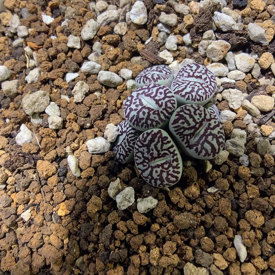 【闪购商品】9-22-49墨一群特 200