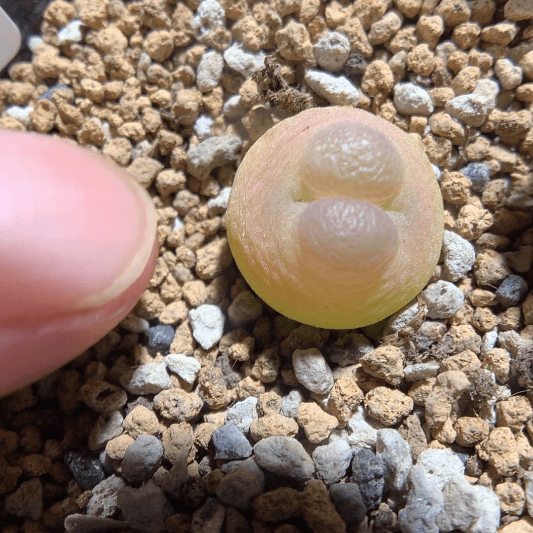 【闪购商品】天津7-25-44 拉登一颗