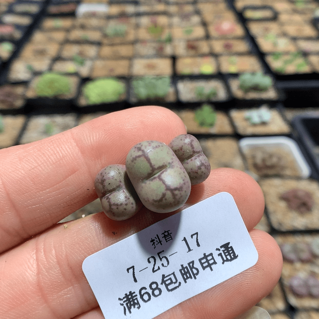 【闪购商品】天津7-25-17 猴脸一群