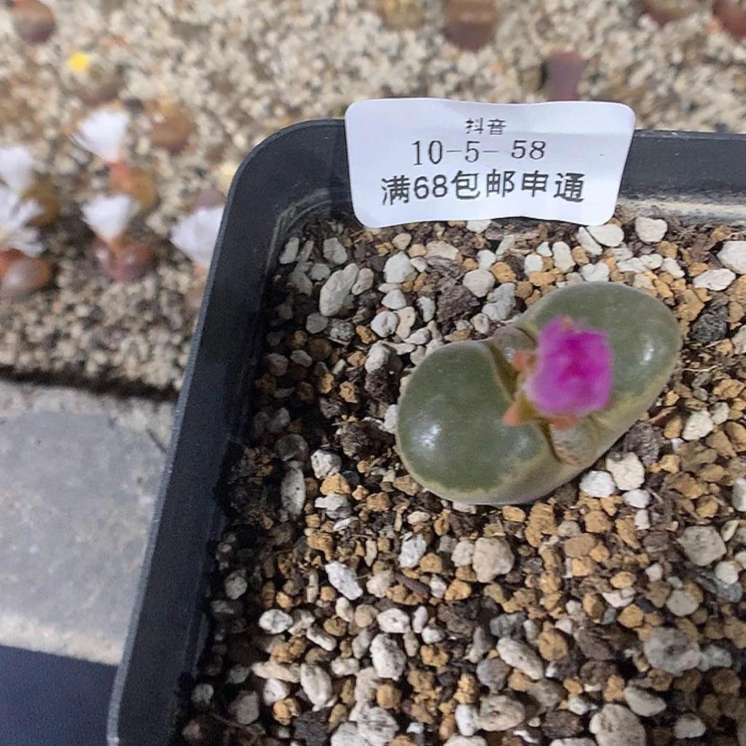 【闪购商品】10-5-58 风铃一颗 10赤