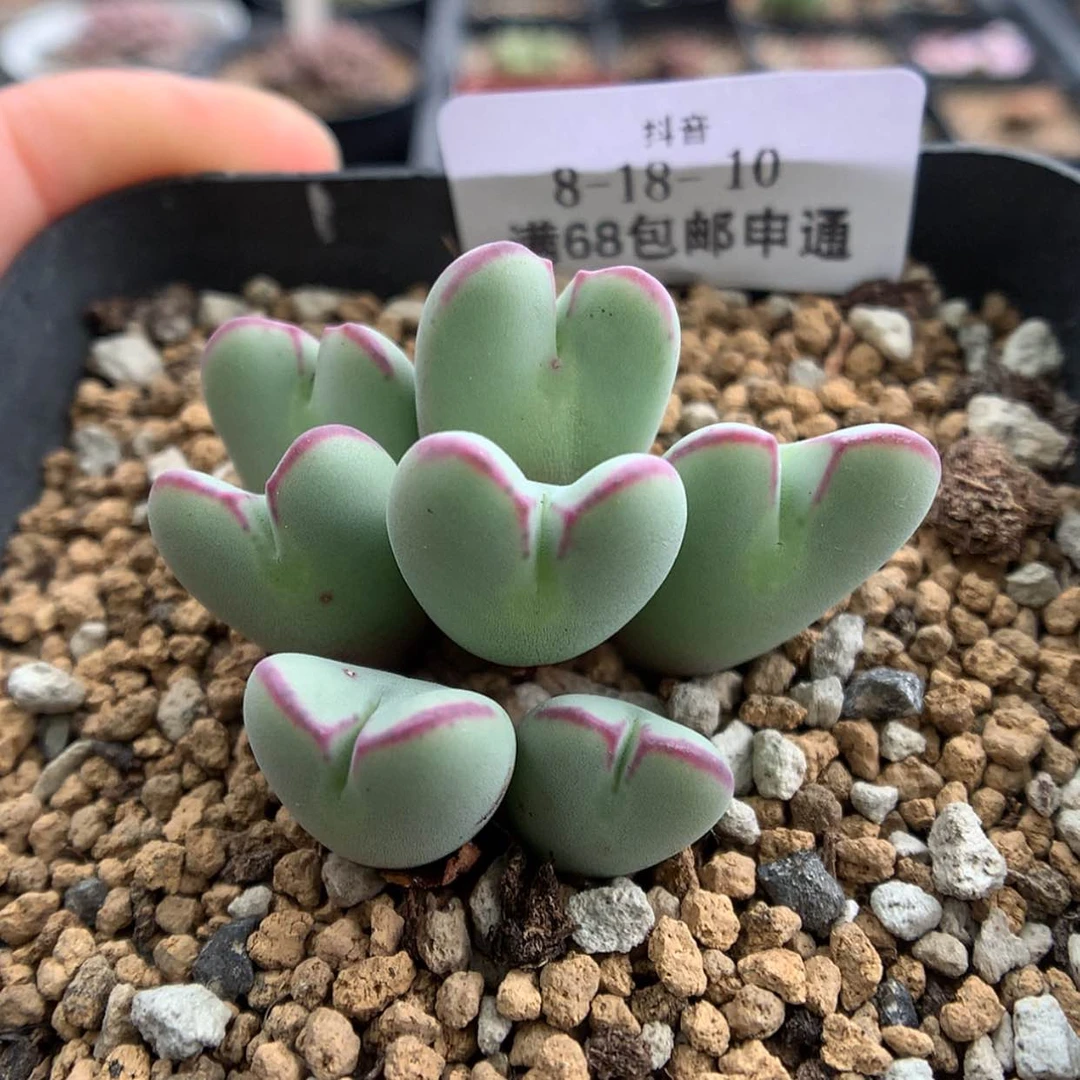 【闪购商品】天津8-18-10 少将一群 特40