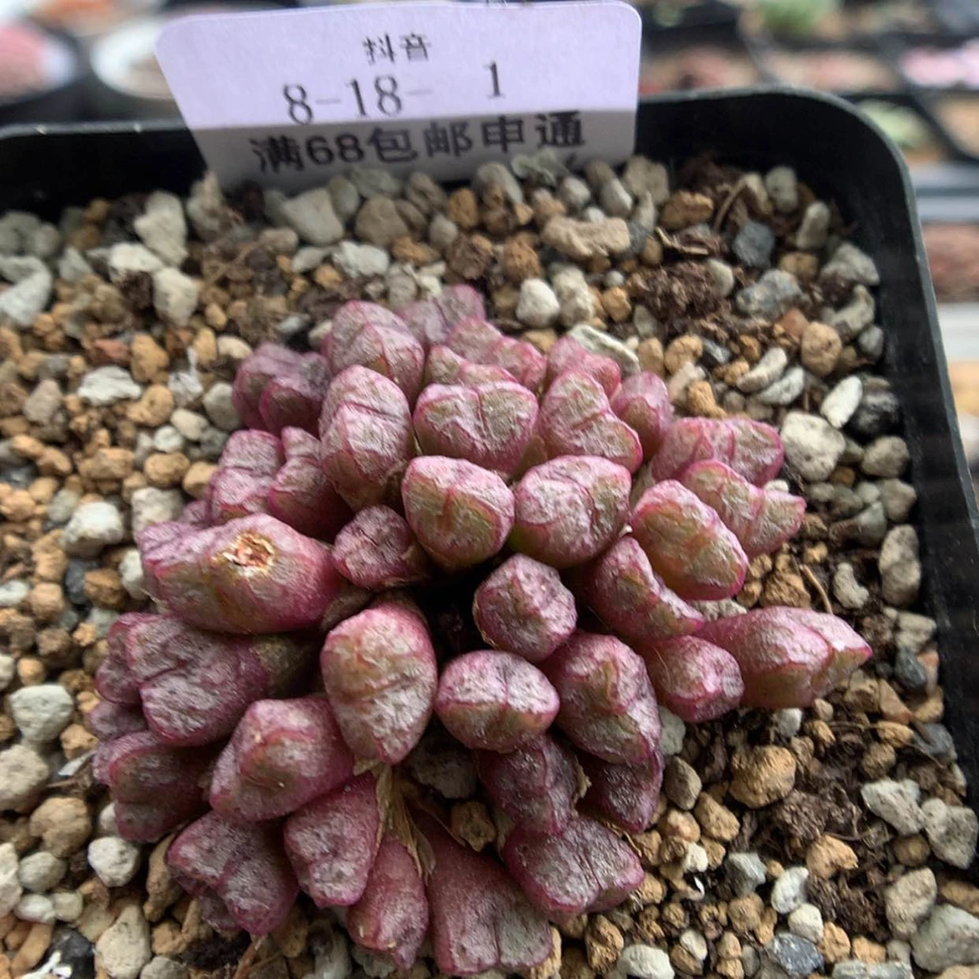 【闪购商品】天津8-18-1 紫花小t一群 特40
