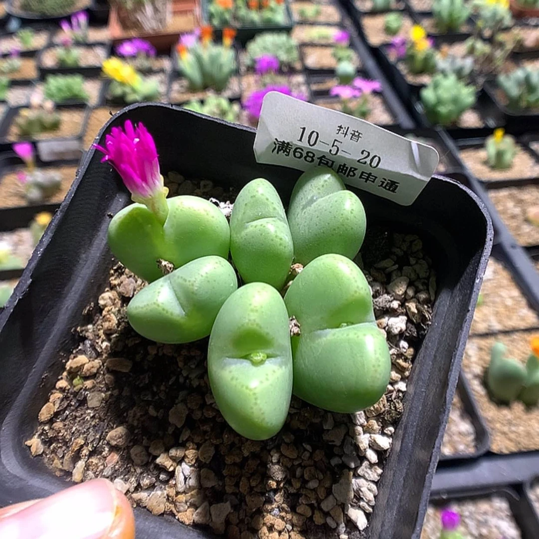 【闪购商品】10-5-20粉花少将一群特 50