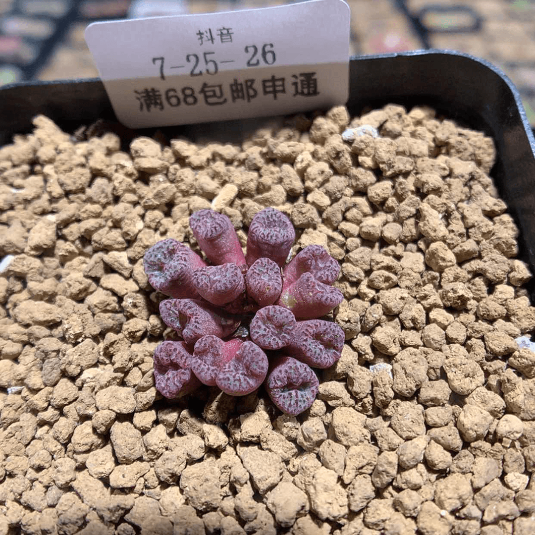 【闪购商品】天津7-25-26 红珊瑚一群