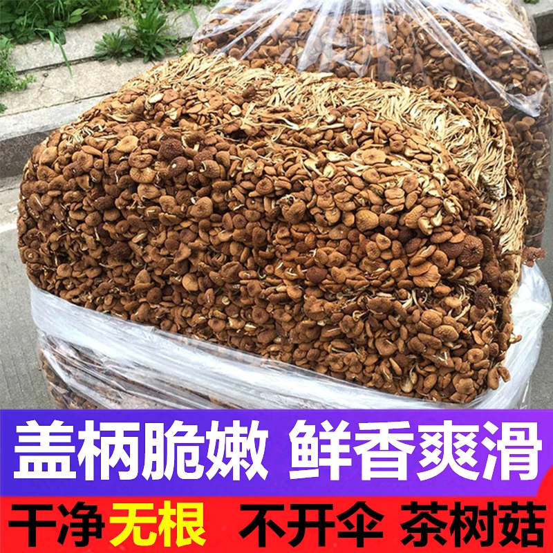 茶树菇干货菜类农家日晒不开伞干茶树菇干煲汤虫草香菇当季新货