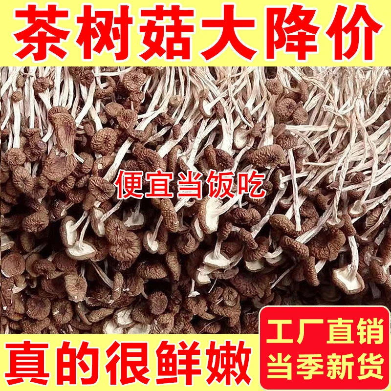 茶树菇干货古田农家土特产茶树菇当季新货香菇菌菇煲汤爆炒食材