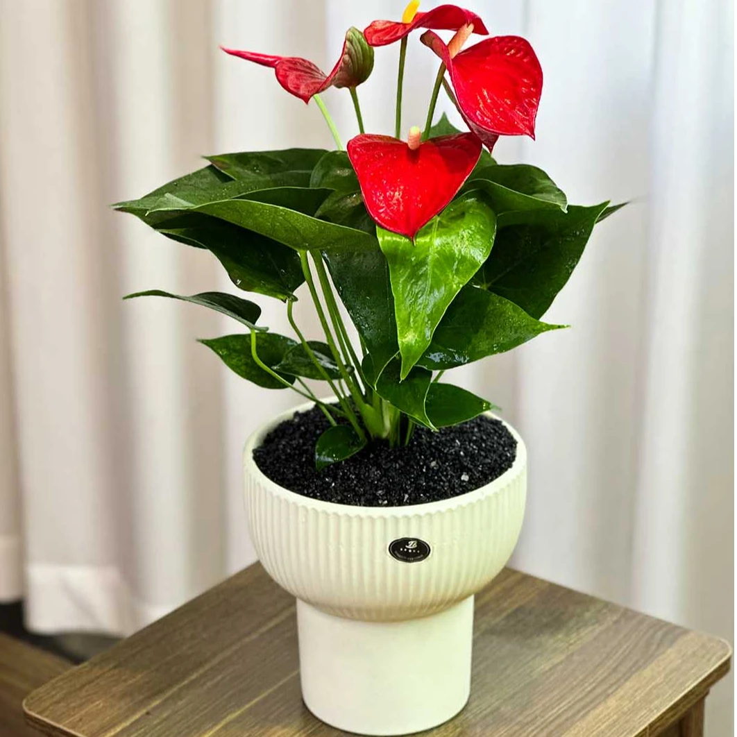 【红掌】红鹤芋四季好养桌面绿植盆栽办公室客厅盆景带花创意花卉好