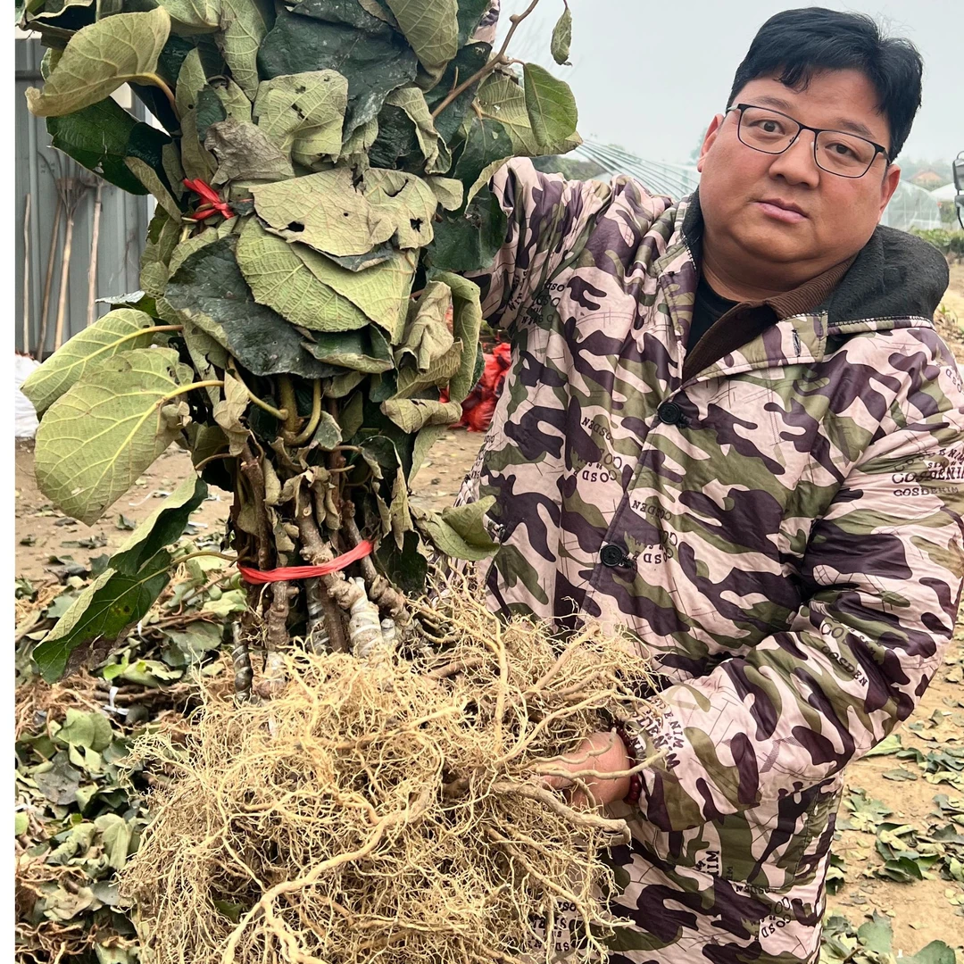 水杨桃嫁接苗 2年大苗正宗水杨桃枕木绿心/黄心猕猴桃成品苗