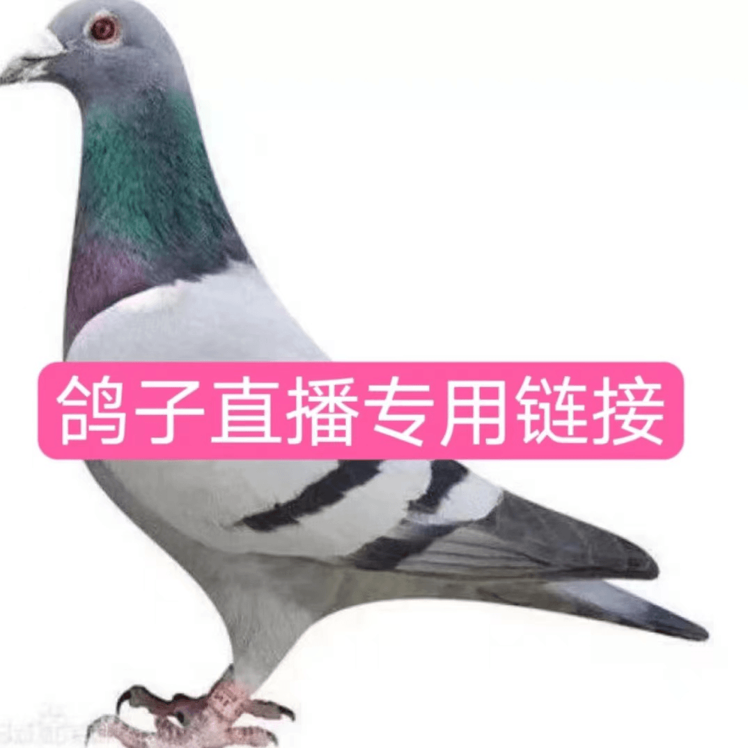 信鸽，肉鸽，生鲜直播专用链接（到手4只）