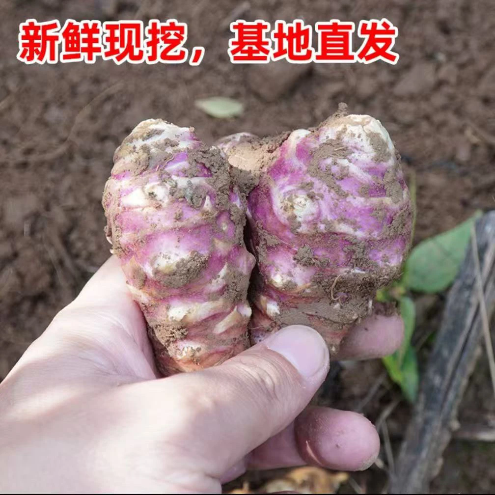 现挖腌菜姜不辣正新鲜红皮洋姜胰岛果蔬菜鬼子姜腌制不辣菊芋