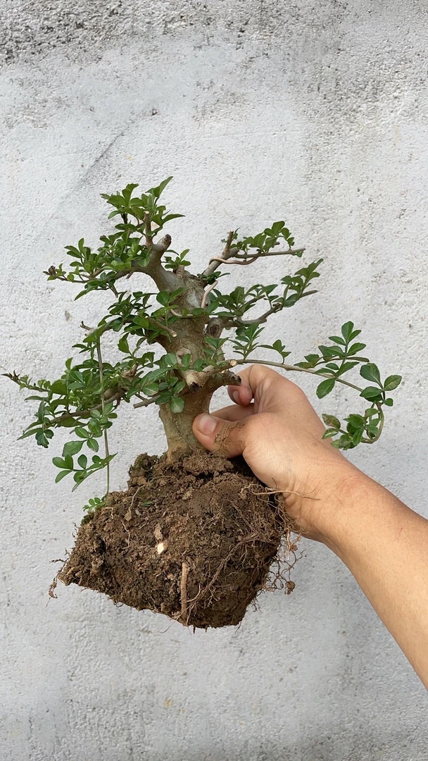 悬崖老桩对节白蜡盆栽小叶室外绿植盆景