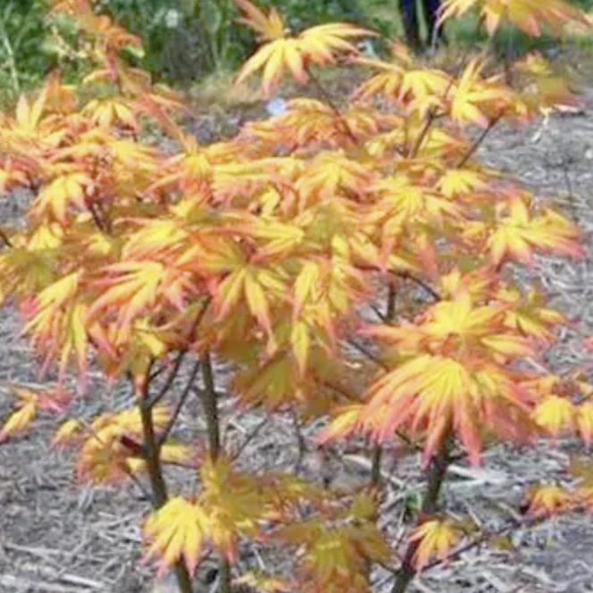 红舞姬红枫黄金枫树盆栽地栽庭院美化植物好成活带土发货