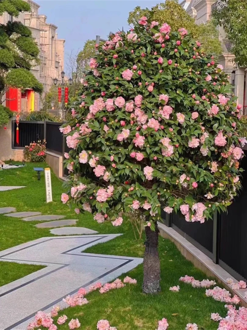 香妃茶花木槿花树苗盆栽植物四季开花家庭种植简单耐寒山茶花