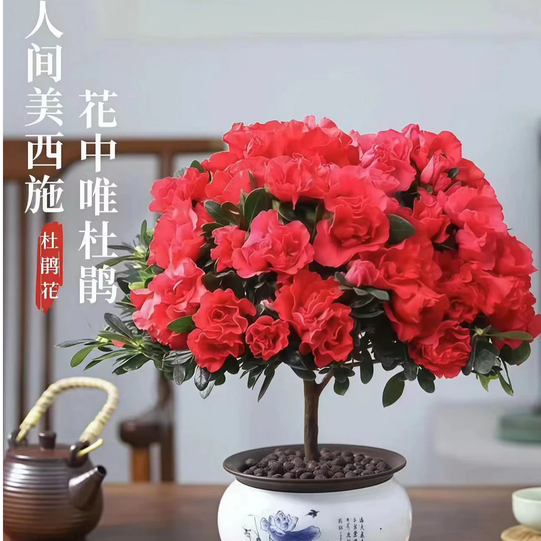 穴盘苗【四季杜鹃花带花苞发货】室内室外阳台庭院都好植株栽培喜阳