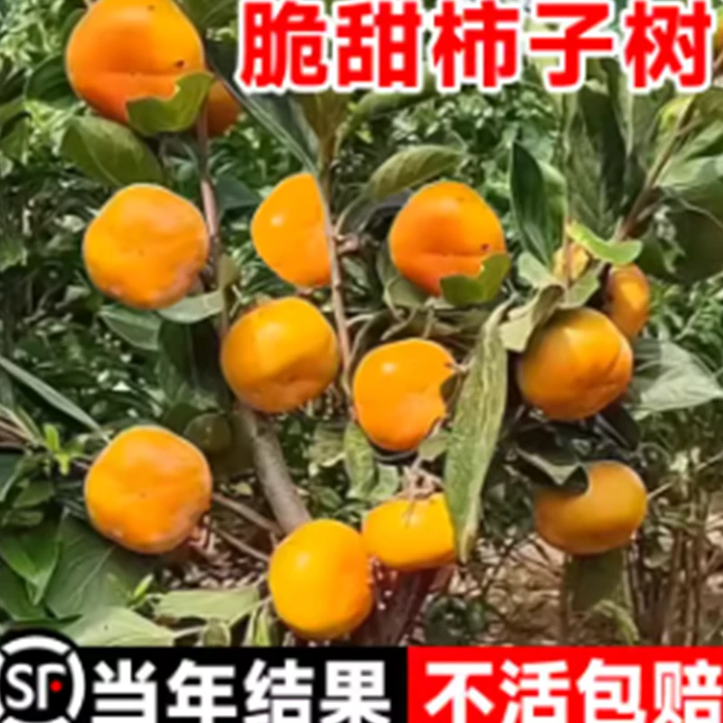 柿子苗树脆甜柿无核柿南北方种植特大庭院地栽当年结果柿子树果苗