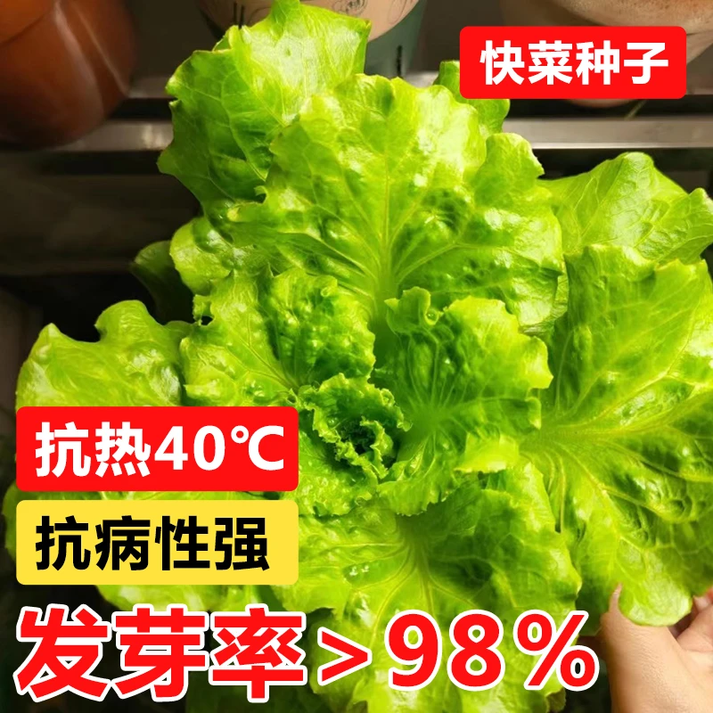 卡质蔬菜种子小白菜四季播种香菜油菜上海青鸡毛菜生菜快菜种籽