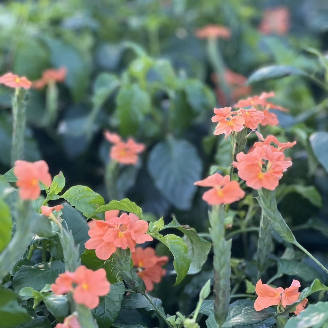 【只发新疆】橙色鸟尾花盆栽耐热耐晒花期长