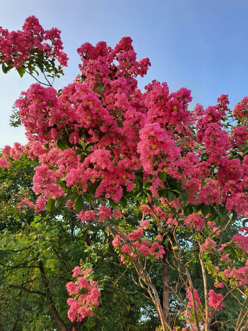 紫薇树嫁接苗直播间一物一拍养护庭院景观花期绿化季节种植适合