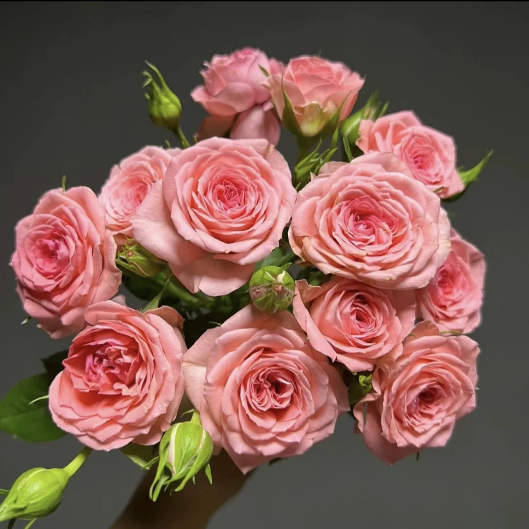 【仙度瑞拉】1加仑带盆多棵扦插栽种带花苞发货月季花