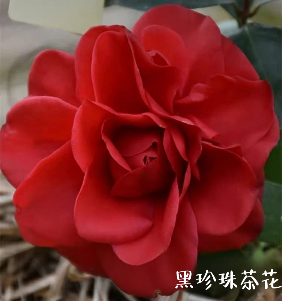 正品山茶花树苗盆栽名贵品种带花苞绿植好养易活植物