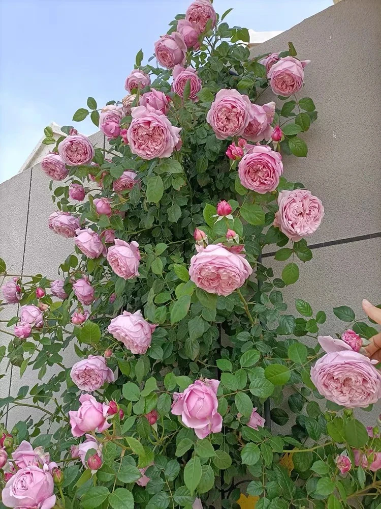 藤本月季花苗自由精神庭院阳台爬藤植物爬墙玫瑰花卉多季开花浓香