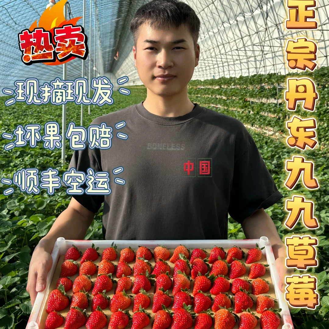 正宗丹东99草莓核心产区新鲜采摘孕妇小孩可吃现摘现发顺丰空运