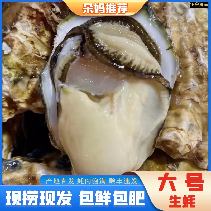 【朵妈推荐】大号现捞现发生蚝日照北纬36度蚝顺丰7斤装单个3-4两