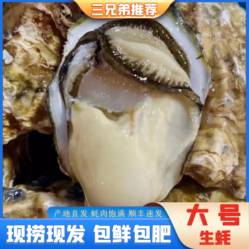 【三兄弟推荐】大号现捞现发生蚝日照北纬36度蚝顺丰7斤装单个3-4两