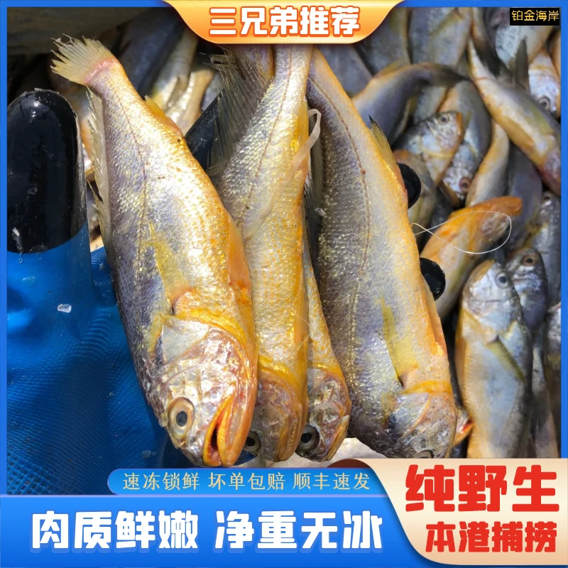 【三兄弟】本港黄海野生海捕小黄花鱼渔港顺丰冷约11条/斤5斤装