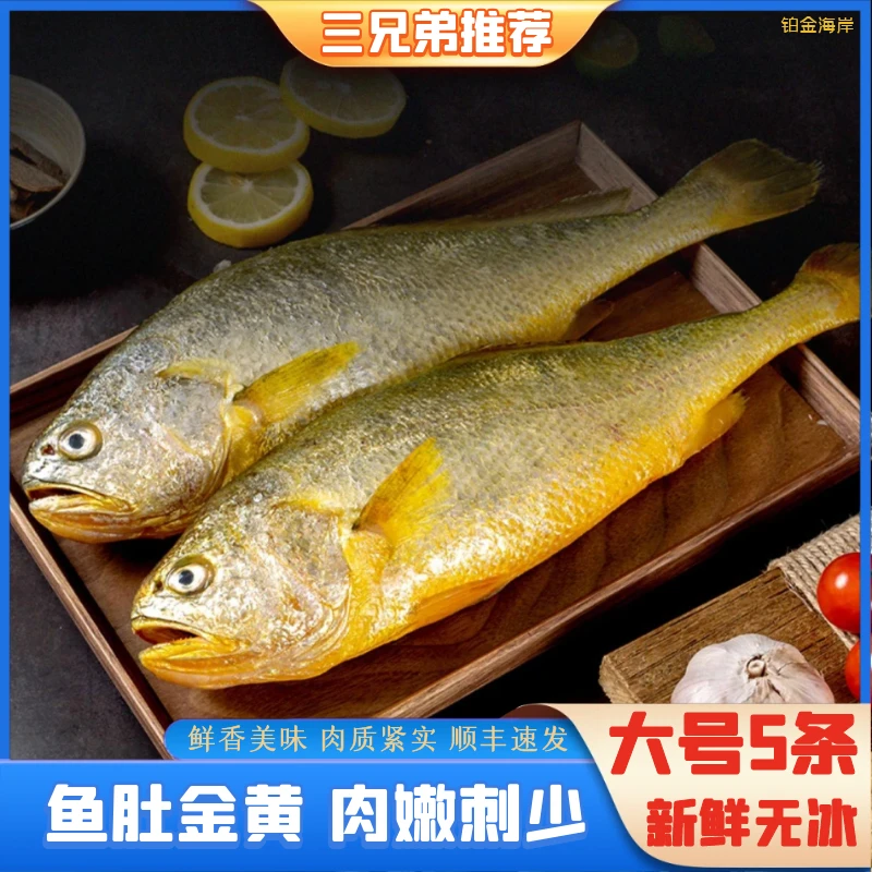 【三兄弟】大黄花鱼海鲜大黄鱼小黄鱼新鲜批发整箱5条约1斤/条