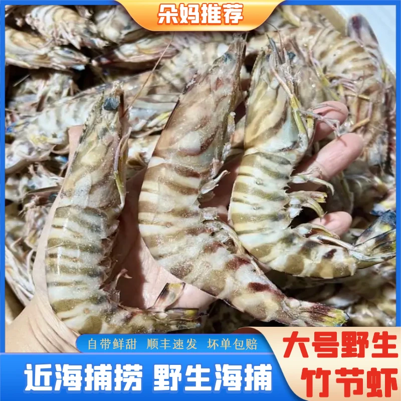 【朵妈】近海野生大号野生竹节虾九节虾斑节虾约10-12只/斤共1000g