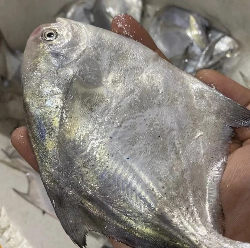 汕尾本港野生特级（白鲳鱼）