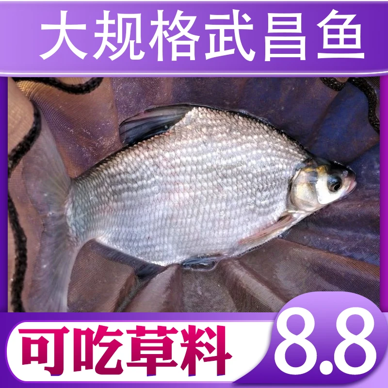 鳊鱼淡水养殖食用鱼也叫团头鲂鱼武昌鱼