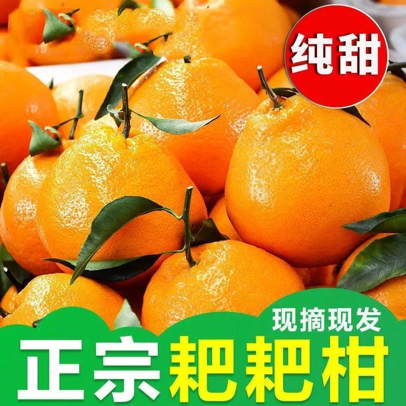 正宗四川春见耙耙柑橘子应当季新鲜柑桔眉山水果