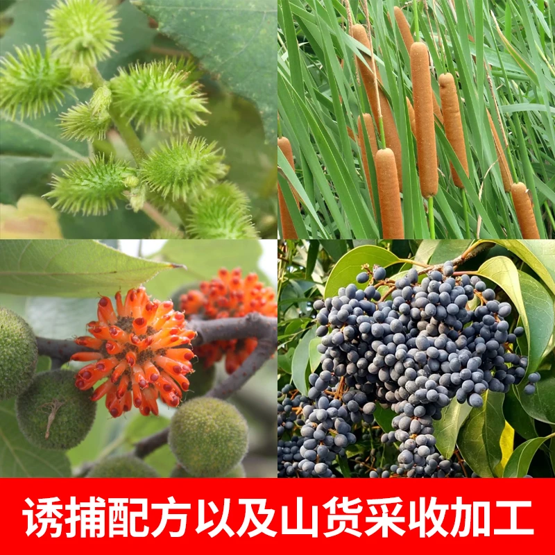 李蒙老师专属臻药