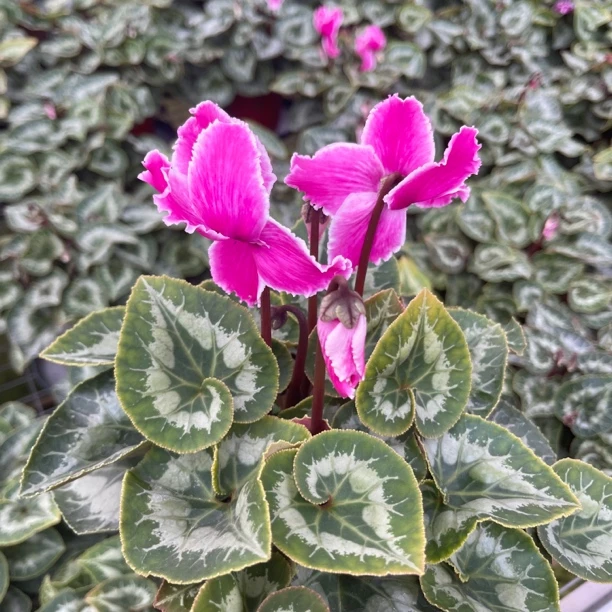 花蝴蝶皱边仙客来好养包邮