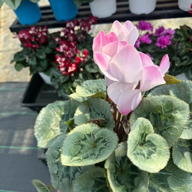 腮云仙客来包邮好养稀有绿植