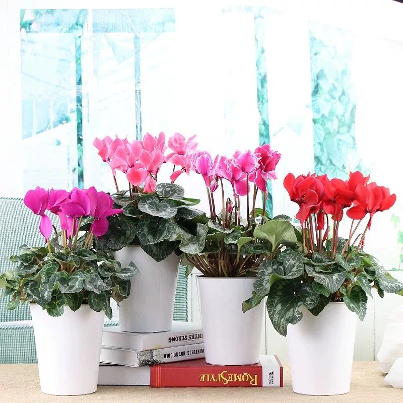 仙客来勤花好养室内观花四季