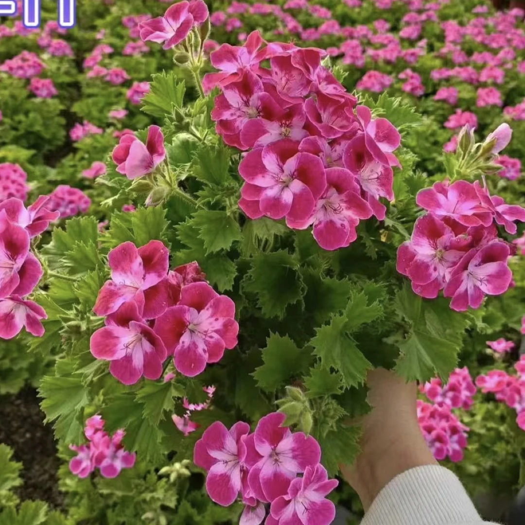 糖果系列风车蝴蝶梅天竺葵稀有品种（不要换盆换盆无售后）苗子小