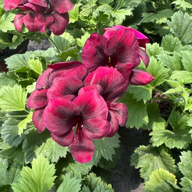 巧克力蝴蝶梅好养包邮绿植