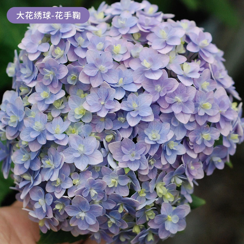 【小罗精选】2加仑花手鞠露天苗老桩子切花绣球直立性好庭院地栽