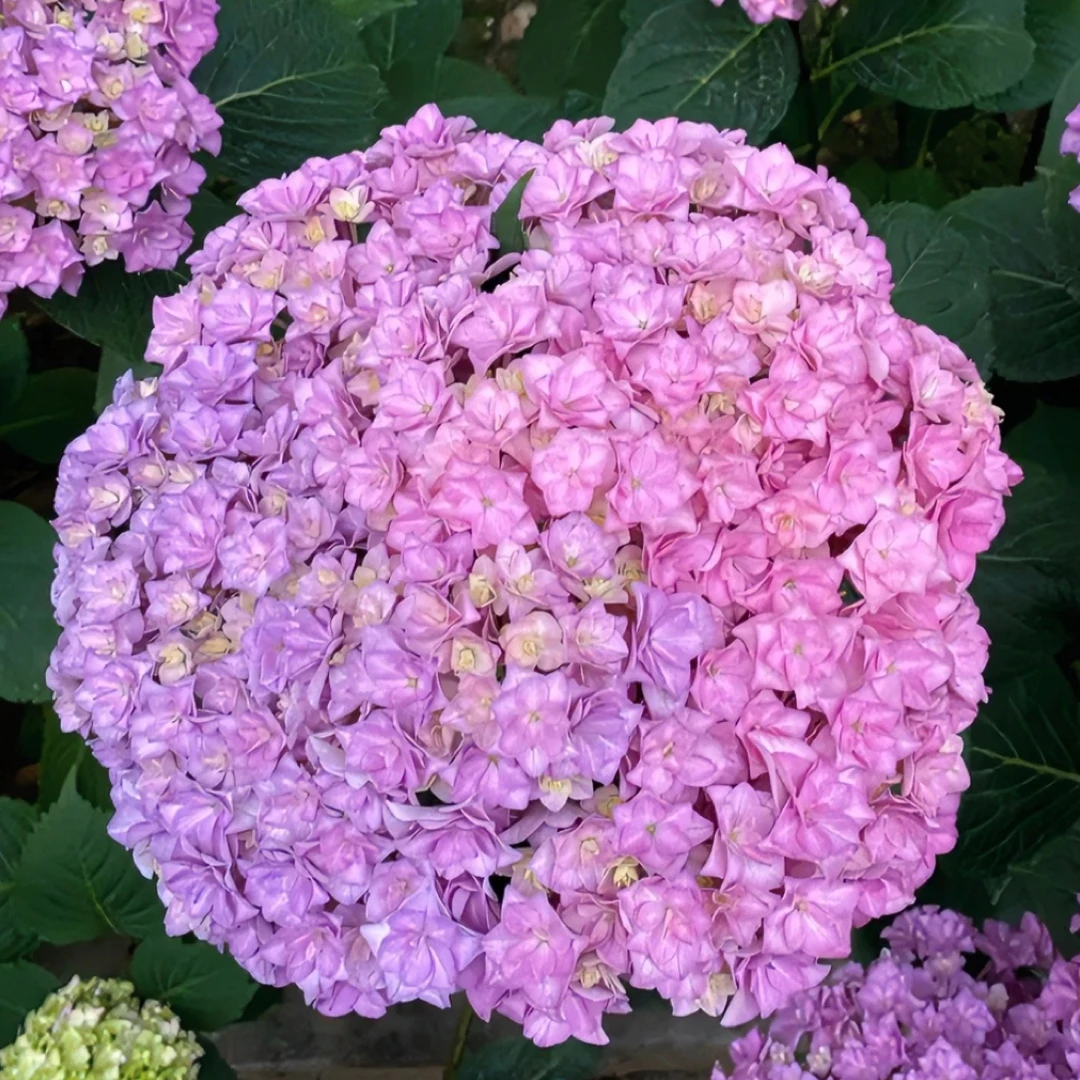 【太阳神殿】重瓣大花绣球 可调色新人必入可做鲜切花绣球