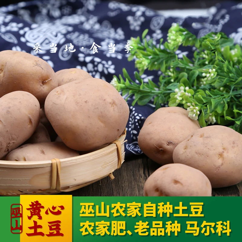 巫山老品种黄心米搭洋芋高山土豆 香糯劲道农家种植